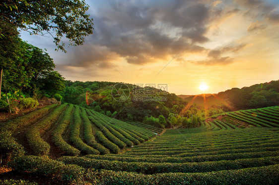 用于广告或其他用途的茶叶种图片