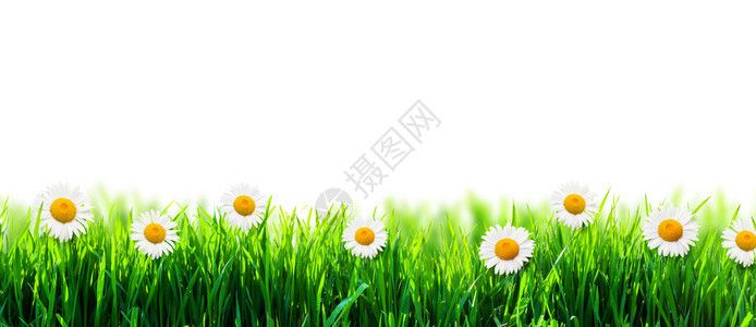 绿草与鲜花隔离背景图片