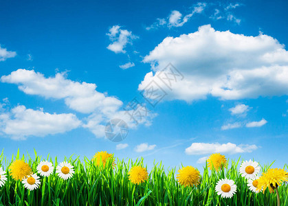 绿草和春花背景背景图片