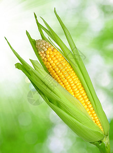 在绿色的玉米田图片