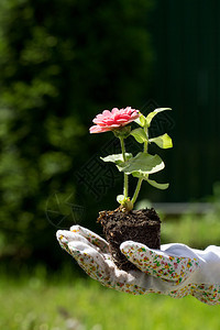 女孩手握着植物图片