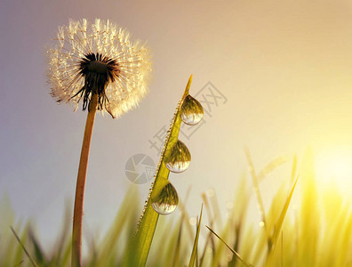 丹迪利昂的花朵和草叶日出时有露图片