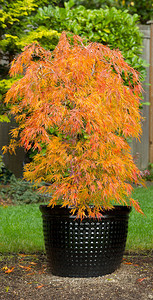 日本小树的垂直照片背景图片