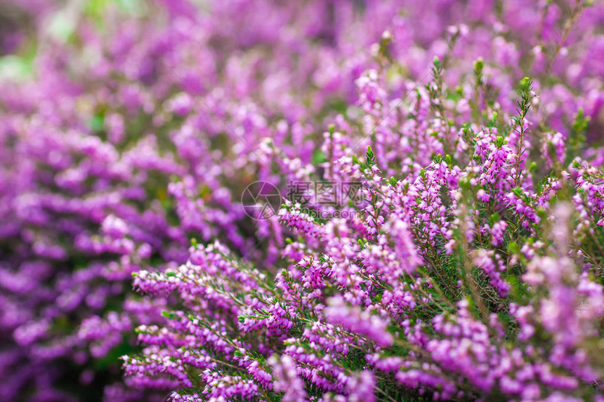 春天花园里的紫色珍珠菜花图片