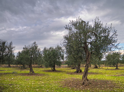 典型的普利亚橄榄树田图片