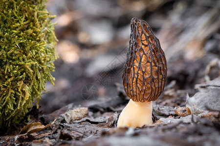 令人惊叹可食和美味的Morel蘑菇捷克背景图片