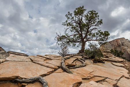 在锡安公园山顶的岩石干旱地形上生长的根树图片
