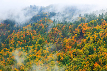 云雾或中美丽的山林景观图片