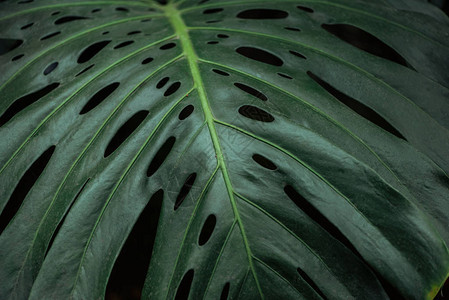 黑色背景上的绿色纹理彩色棕榈叶图片