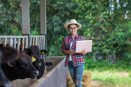 女农民致力于监测养殖牛肉的质量使用笔记本电脑是一种记图片