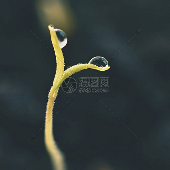 从地上生长的绿芽枯叶发芽的植物春图片