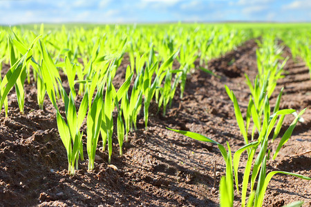生长在土壤中的年轻小麦幼苗图片