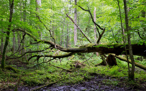 本底比亚洛维耶扎森林的老橡木树破碎躺着谎言和古图片
