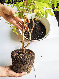 健康的植物根移植石榴图片