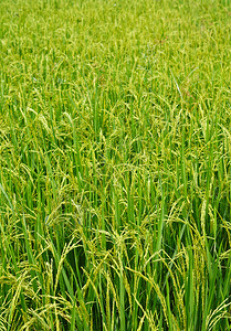 农场稻田图片