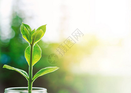 从玻璃罐中生长的植物在模糊的绿色自然背景下具有阳光效应和环境生态概图片