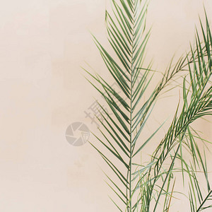 热带棕榈树叶面色苍白蜜蜂背景生活图片