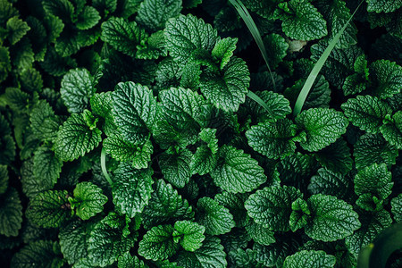 绿色薄雾植物种植图片