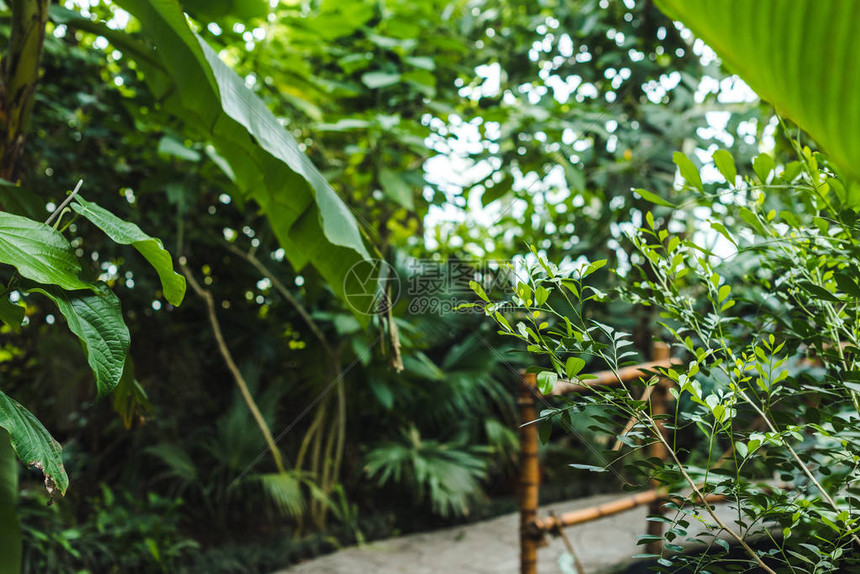 有各种植物和道路的热带雨林温室图片