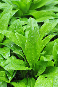 野蒜上雨滴的照片图片