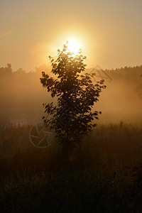 阳光和清晨的雾在田地上图片