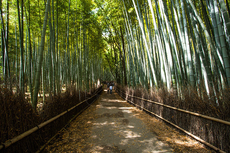 京都日本有竹林旅游的著名地标图片