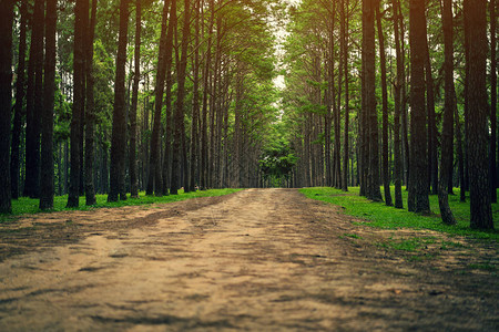 松树林中的道路重点在后面图片