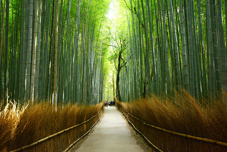 竹林日本京都竹沟中的一条小路背景