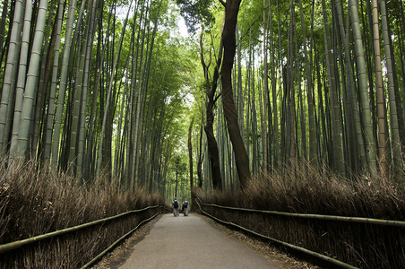 日本京都岚山的竹林图片