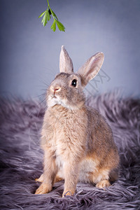 侏矮兔子图片