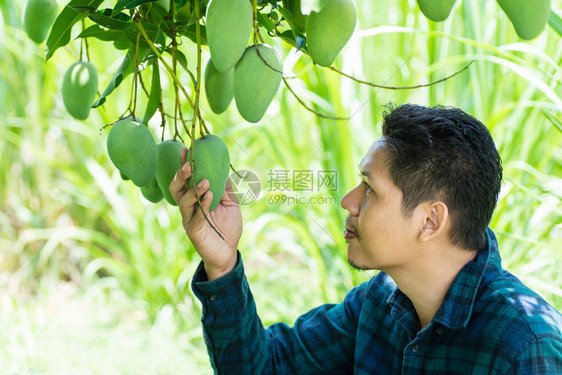 亚洲青年农民在有机农图片