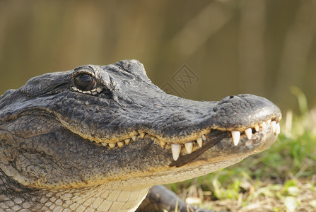 美国短吻鳄露出牙齿图片