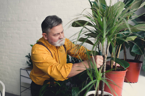 在家里种植绿色植物的高级男园丁图片