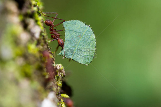 离切叶的蚂蚁很近长着一大片叶图片