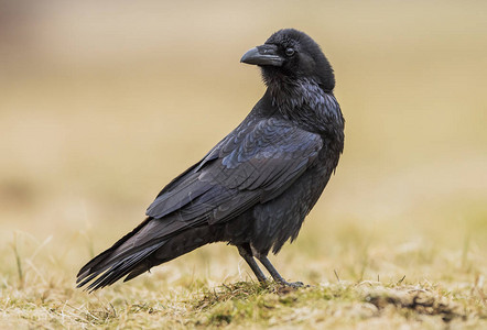 在自然栖息地近距离观察黑乌鸦图片