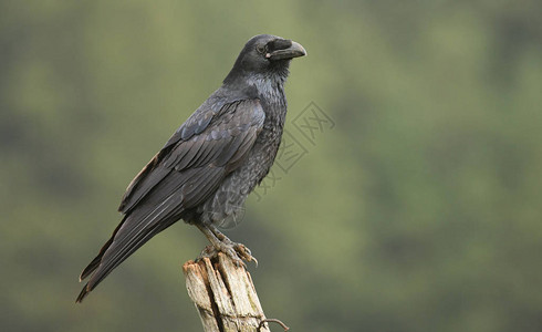 黑乌鸦的特写视图图片