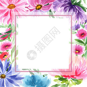 水彩风格的野花紫菀花框图片