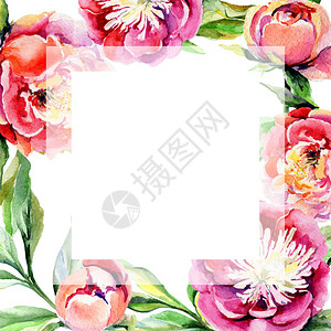 水彩风格的野花牡丹花框图片