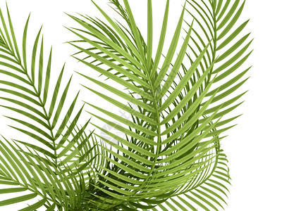 白色背景的热带植物fernl图片