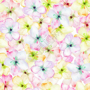 粉红苹果树开花的鲜嫩粉红色花朵以白底水图片
