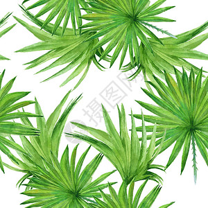 背景棕榈树叶无缝图案壁纸水彩插图图片