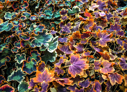 多彩的秋叶背景图图片