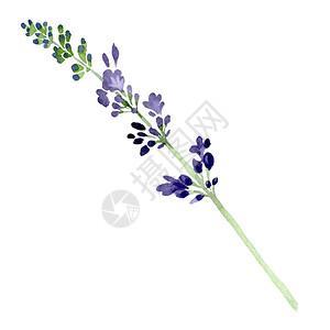 紫罗兰色薰衣草花卉植物花孤立的野生春叶野花水彩背景设置水彩画时尚水彩画孤立的薰图片