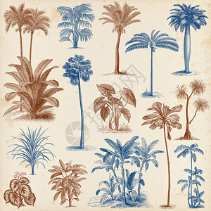 大套复古手绘棕榈树和灌木插图图片