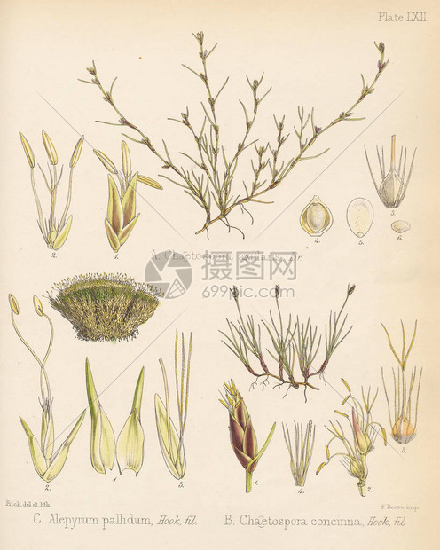 腋毛孢菌苍白麦香毛孢菌南极航行的植物学伦图片