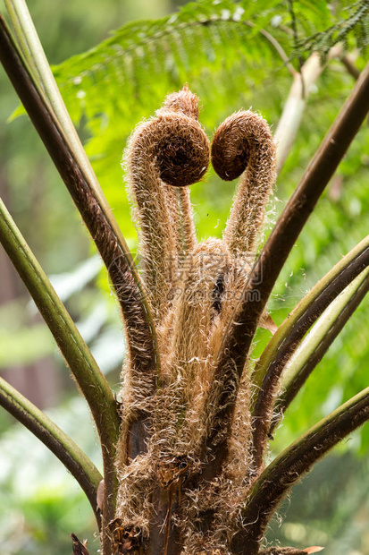 澳洲一棵小树的叶芽CyatheaCo图片