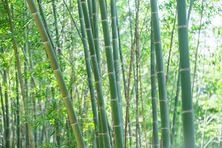 竹林中的竹枝美丽的背景