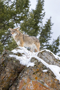 一只土狼在蒙大拿州的雪山中寻找食物图片