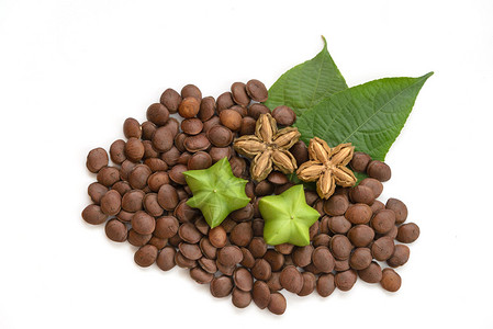 蔓花生植物图片 蔓花生植物素材 蔓花生植物高清图片 摄图网图片下载 第5页