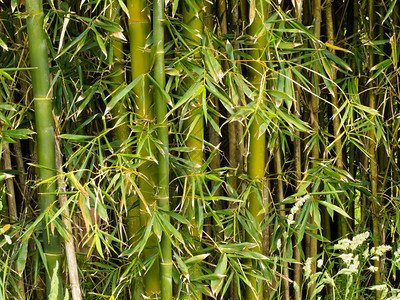 新鲜绿竹草新植物的图片